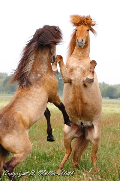 David und Rasmus a.jpg